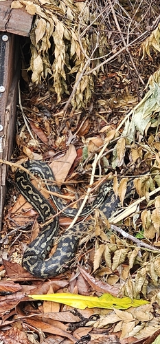 Coastal Carpet Python sighting