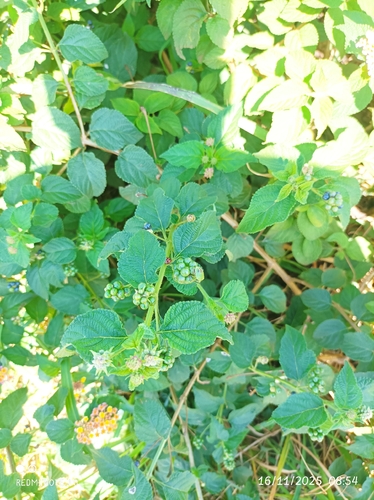 common lantana