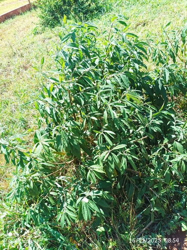 Bee bush