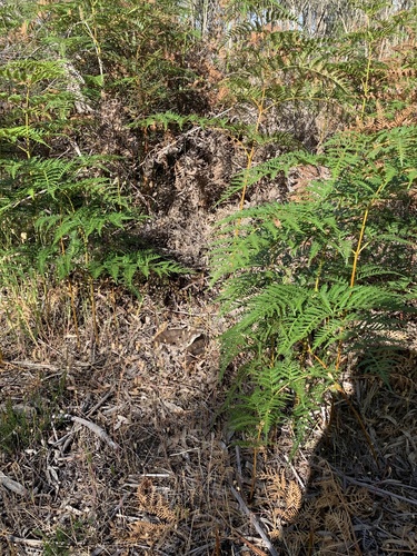 Tiger Snake sighting