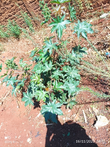 castor bean