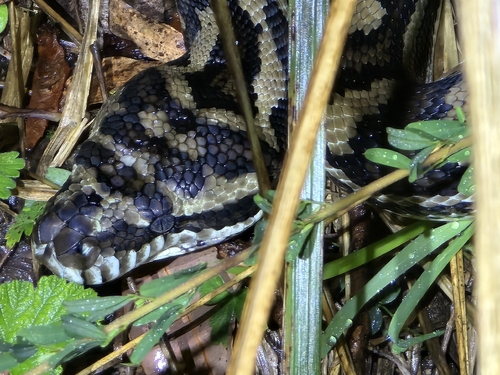Coastal Carpet Python sighting