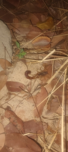 Granulated Thick-tailed Scorpion