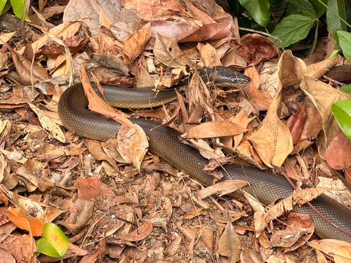 Water Python sighting