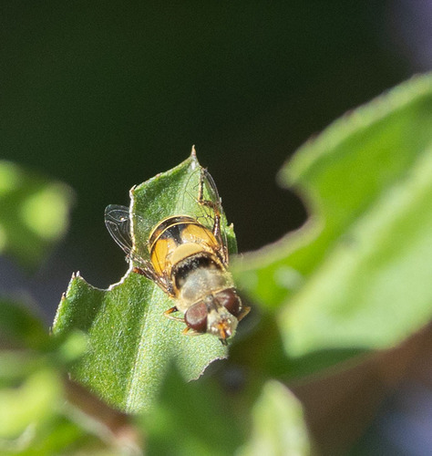 Unknown species found near Pasco County, FL, USA