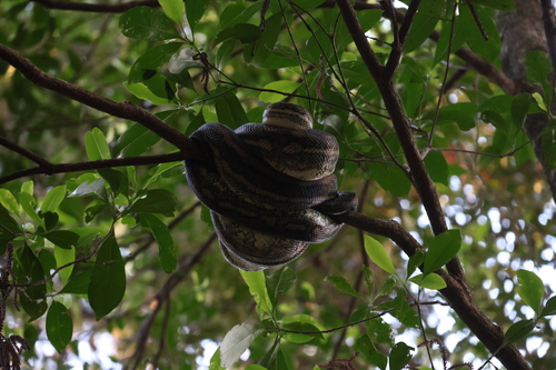 Coastal Carpet Python sighting