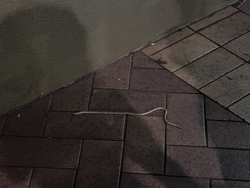 Ringed Brown Snake sighting