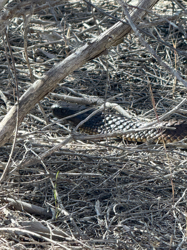 Tiger Snake sighting