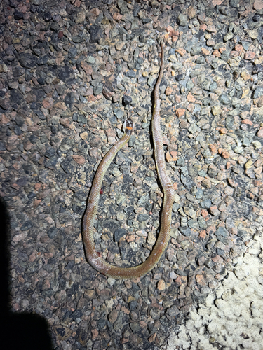 Red-naped Snake sighting