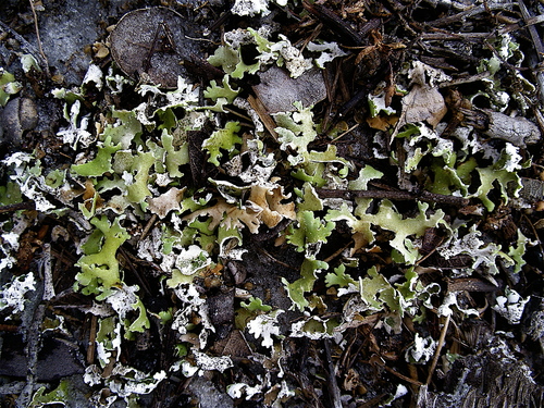 Cladonia prostrata A.Evans