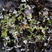 Dune Cup Lichen - Photo (c) Jeff, all rights reserved, uploaded by Jeff