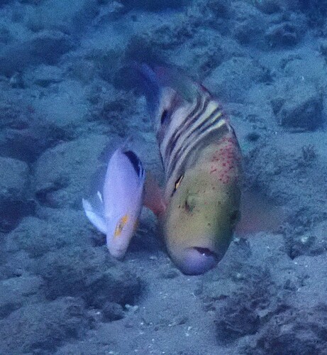Broomtail Wrasse — seen at this dive site