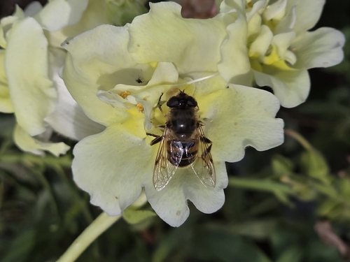 Unknown species found near Richland County, US-SC, US