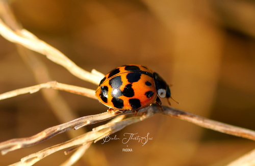 Asian Lady Beetle