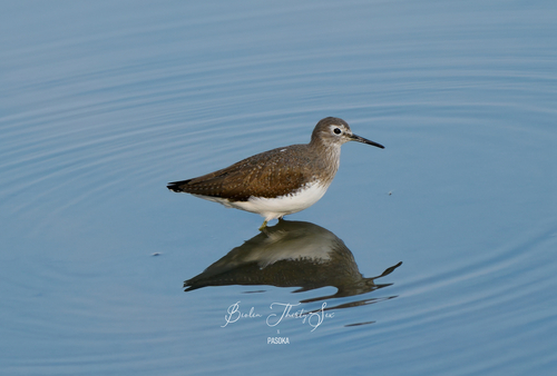 Green Sandpiper