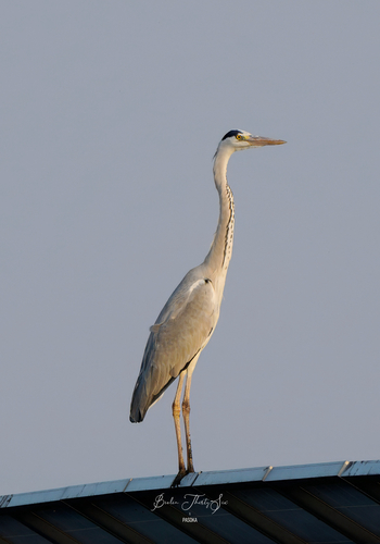 Grey Heron