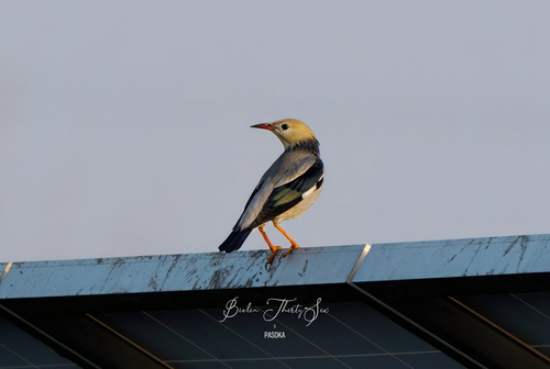 Red-billed Starling