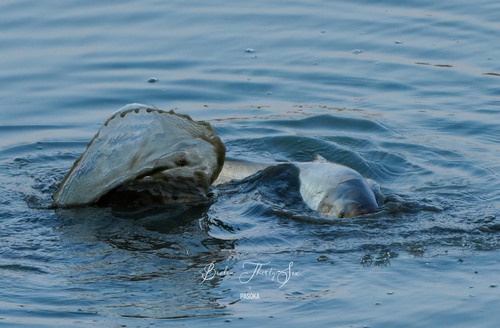 Silver Carp