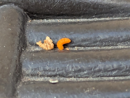 Unknown species found near Suffolk County, US-NY, US
