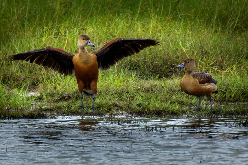 Lesser Whistling-Duck