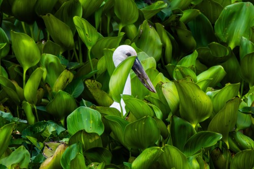 Asian Openbill