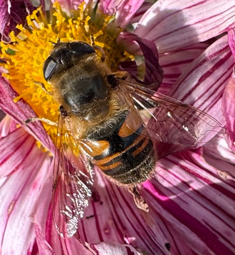 Unknown species found near Burlington County, US-NJ, US