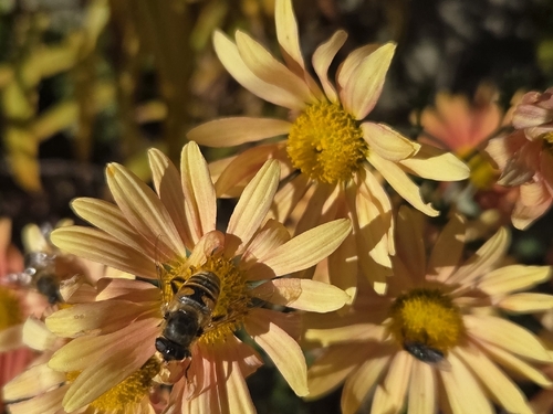 Unknown species found near Church Rd & Ridge Pk, Whitemarsh Township, PA 19444, USA