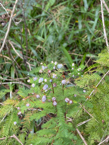 Unknown species found near E Fletcher Ave, Tampa, FL, US