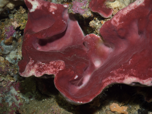 Petrosia hebes