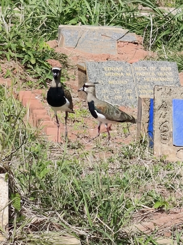 Southern Lapwing