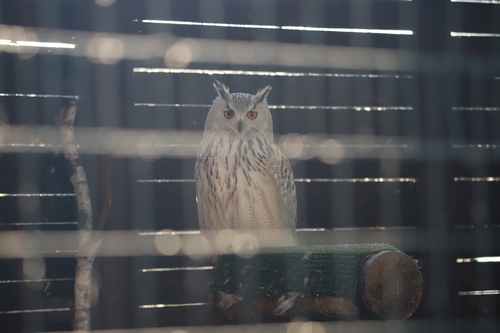 View observation of {o.common_name} on iNaturalist