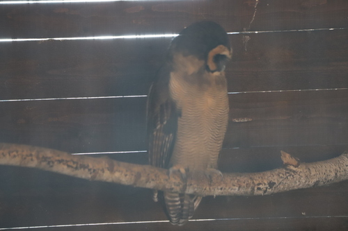 View observation of {o.common_name} on iNaturalist