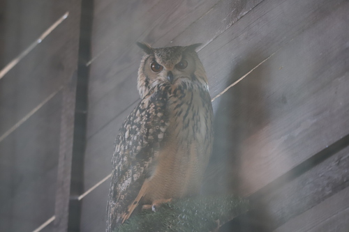 View observation of {o.common_name} on iNaturalist