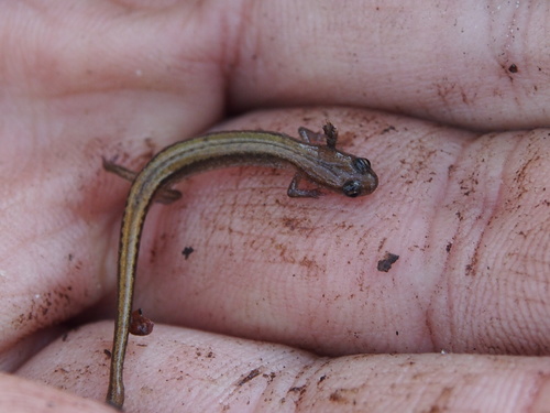 bog dwarf salamander