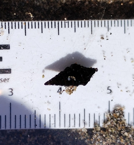 Pilsbryspira aterrima (Pilsbryspira aterrima)