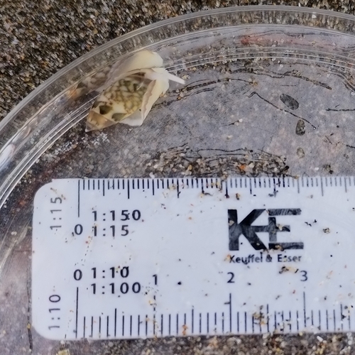Olivella tergina (Olivella tergina)