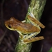 Alfaro's Tree Frog - Photo (c) Thomas Couvreur, all rights reserved, uploaded by Thomas Couvreur