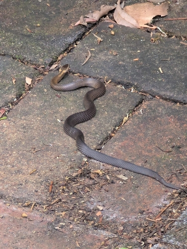 Golden-crowned Snake sighting