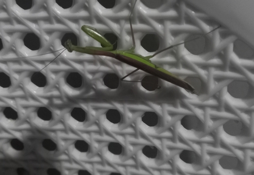 Paramantis prasina