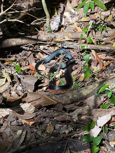 Red-bellied Black Snake sighting