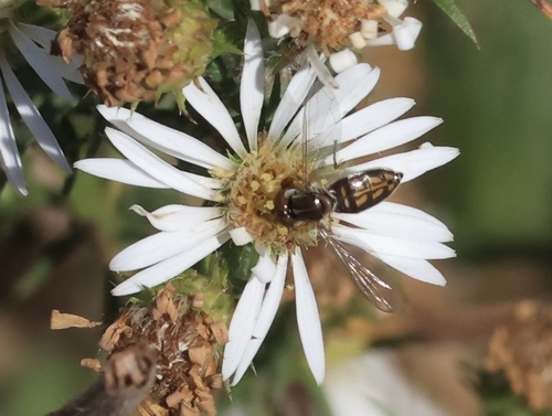 Unknown species found near Smythe Farm Rd, Memphis, TN, US