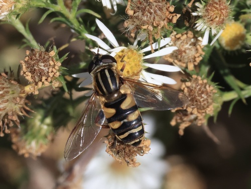 Unknown species found near Smythe Farm Rd, Memphis, TN, US