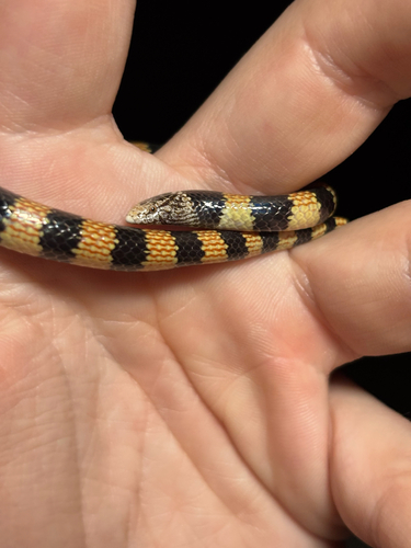 Southern Desert Banded Snake sighting