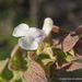 Salvia shannonii - Photo (c) Juan Carlos Garcia Morales, todos los derechos reservados, subido por Juan Carlos Garcia Morales