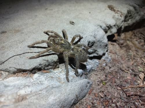 Fort Hall Baboon Spider