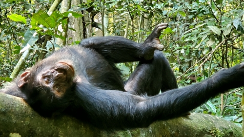 Eastern Chimpanzee