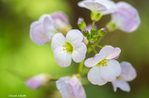 iNaturalist observation photo of milkmaids