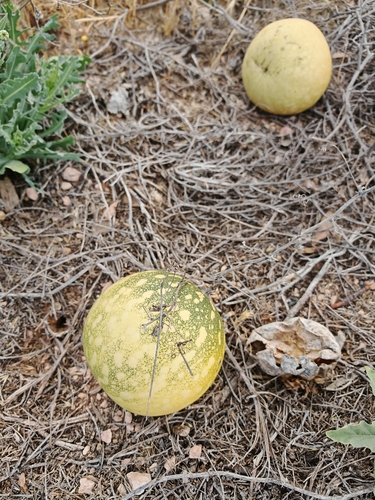Fodder Melon