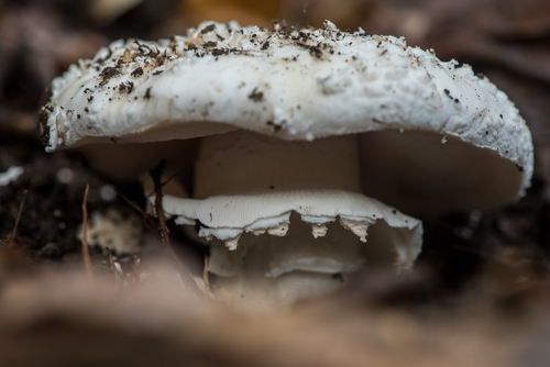 iNaturalist observation photo of amanita mushrooms