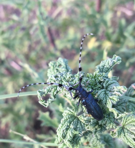 Agapanthia amurensis
